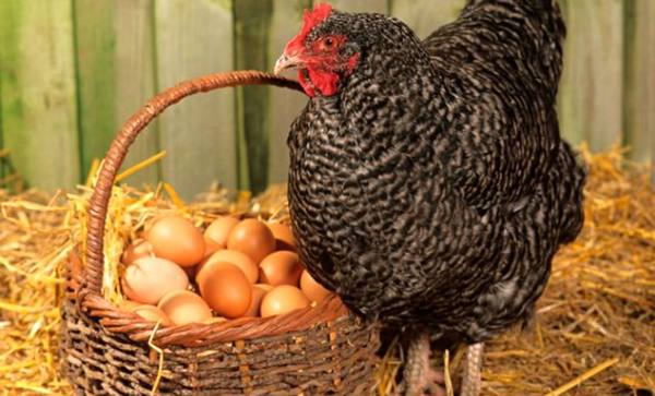 Сколько яиц несет курица в день и как увеличить продуктивность - фото