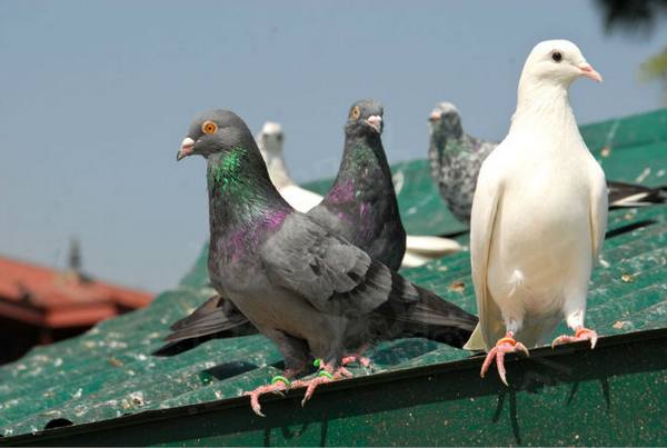 Домашние голуби: содержание и разведение с фото