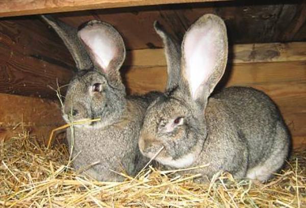 Полезные советы начинающим кролиководам с фото