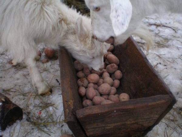 Как создать правильные условия для содержания коз в зимнее время - фото