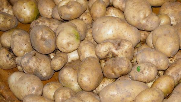 Характеристика высокоурожайного сорта картофеля Адретта - фото