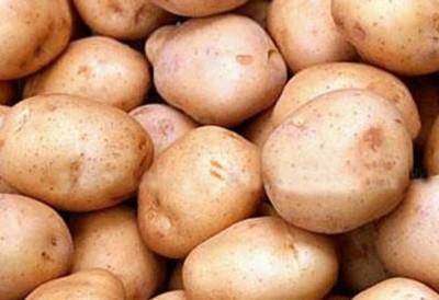 Сорт картофеля Жуковский ранний с фото