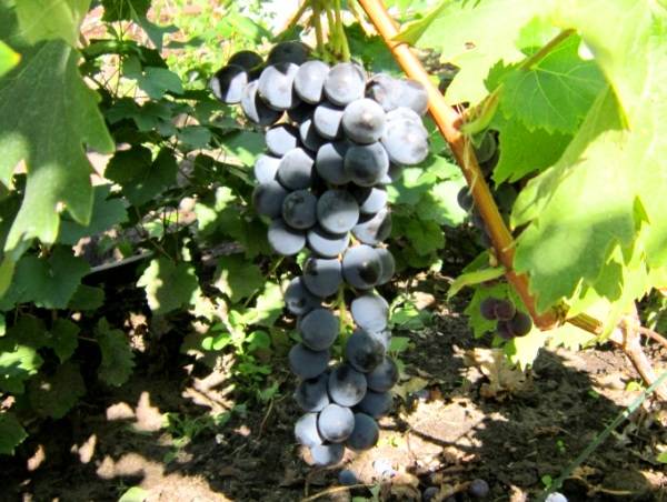 Лучшее вино из сорта вонограда Ливадийского черного - фото
