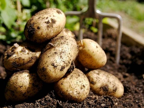 Самые урожайные сорта картофеля на сегодняшний день в России - фото