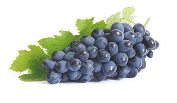 Устойчивые к болезням сорта винограда - фото