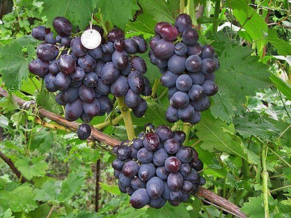 Обзор и особенности выращивания лучших столовых сортов винограда с фото