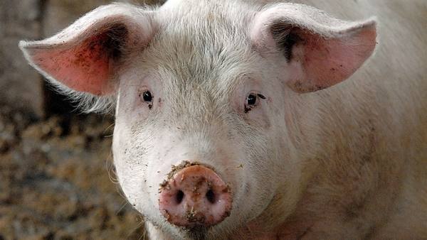 Самые популярные свиньи мясных пород: подробное описание и особенности содержания с фото