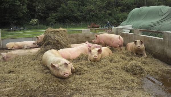 Разведение свиней в домашних условиях: советы для начинающих свиноводов - фото