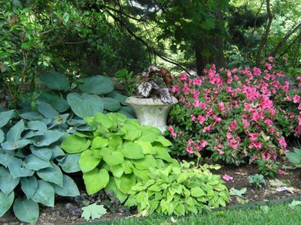 Самые красивые теневыносливые многолетние цветы для сада с фото