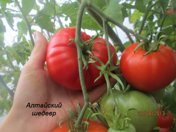 Описание и характеристики сорта томатов «Алтайский шедевр» - фото