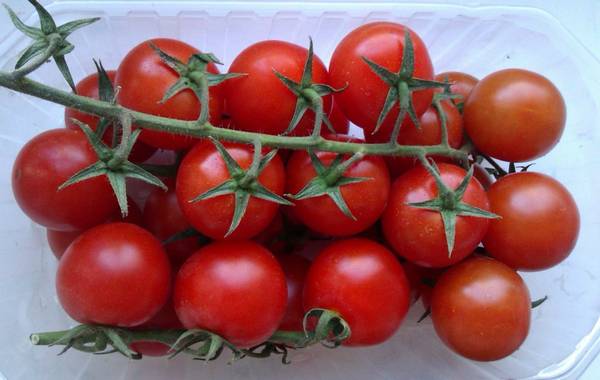 Урожайный томат «Ажур»: характеристика и описание сорта - фото