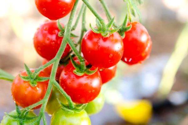 Как вырастить помидоры Балконное чудо с фото