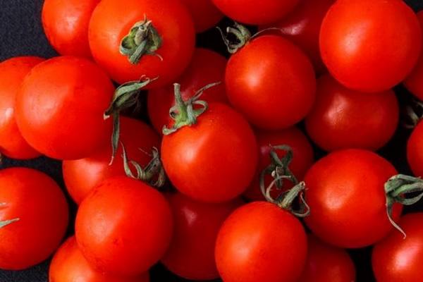 Описание и выращивание томатов «Бетта» - фото