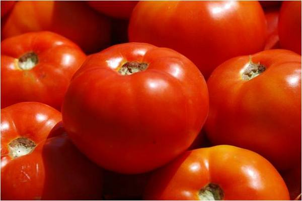 Уход и выращивание томата «Бобкат» - фото