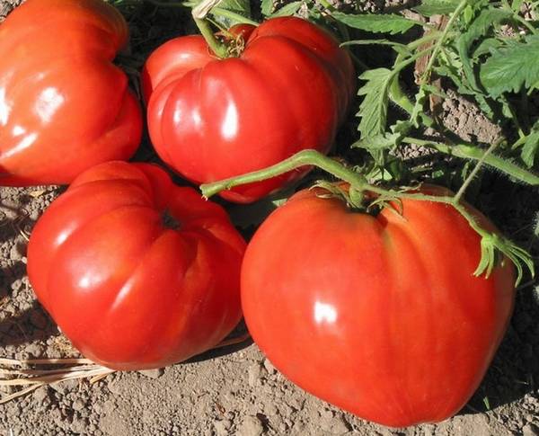 Характеристика и выращивание томата Бычье сердце с фото