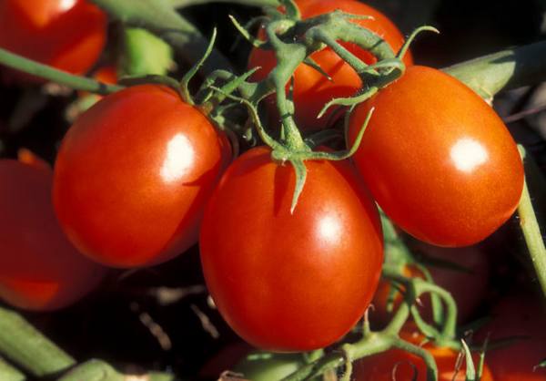«Де Барао» - особенности, характеристика и выращивание сорта томатов - фото