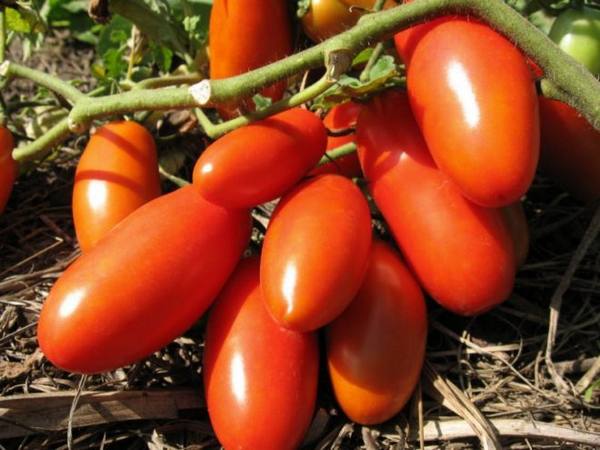 Описание и выращивание томатов «Гулливер» с фото
