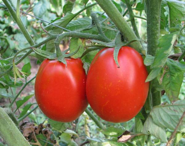 Описание и характеристика томатов сорта «Карамель» - фото