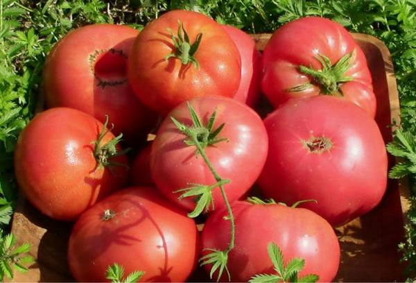 Разбор характеристик и урожайности сорта томатов «Малиновый гигант» с фото