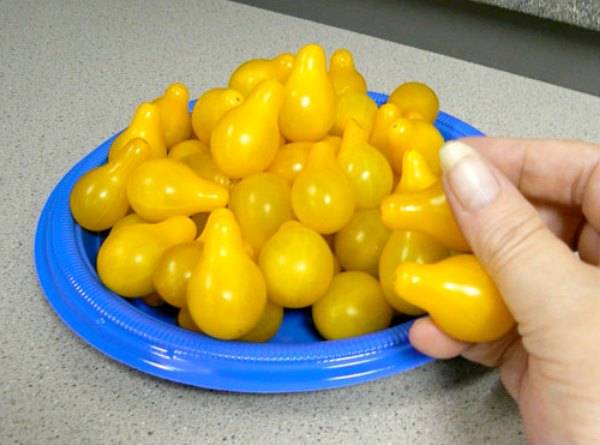 Описание желтого помидора Медовая капля - фото