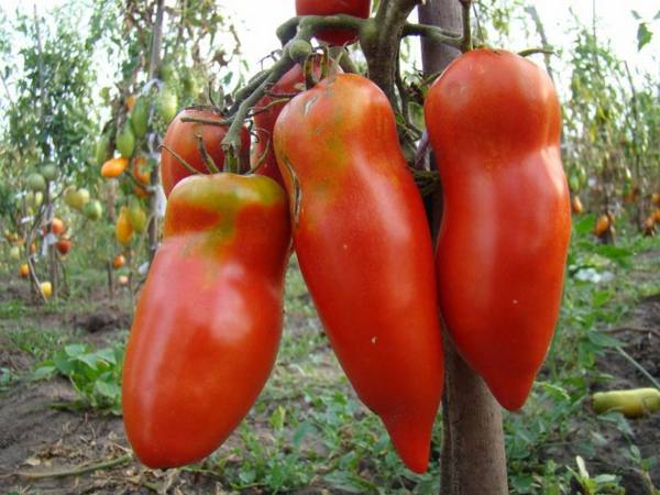 Описание и выращивание вкусного и запоминающегося томата «Мустанг» - фото