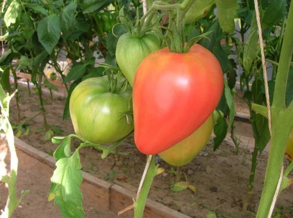 «Орлиное сердце» - красивый и огромный томат - фото