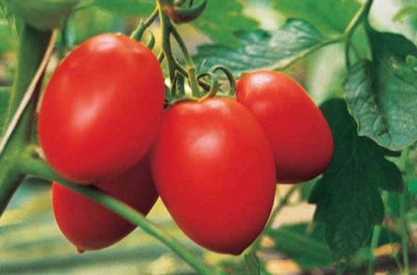 Описание и характеристика томатов «Паленка» с фото