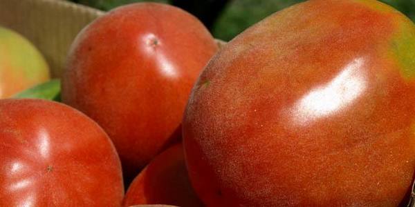 Описание и выращивание томата «Шахерезада» - фото