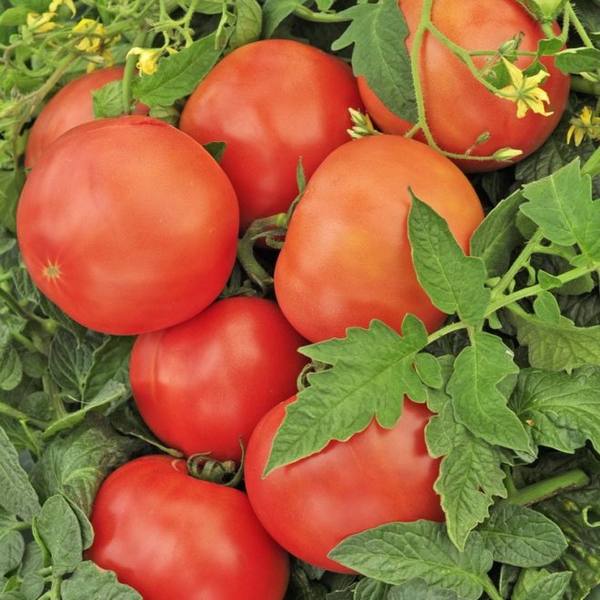 «Щелковский ранний» - описание сорта томатов, не требующего множества хлопо ... - фото