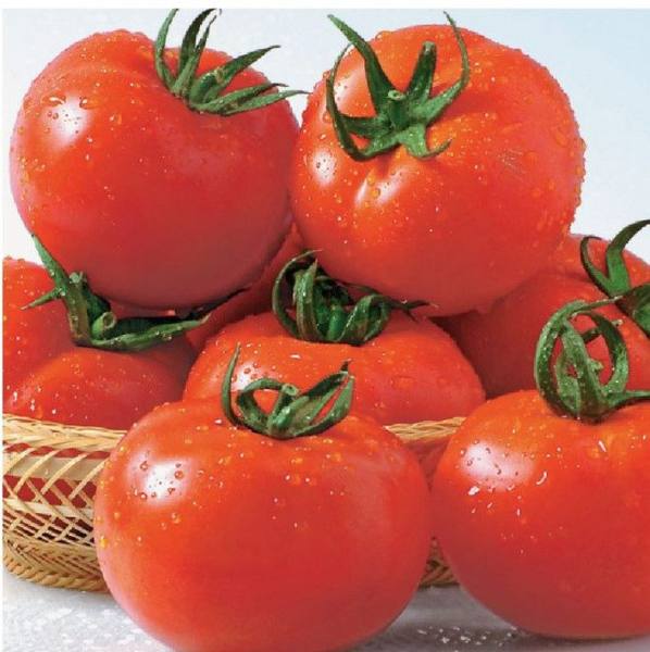 Описание и выращивание томатов «Шеди Леди» - фото