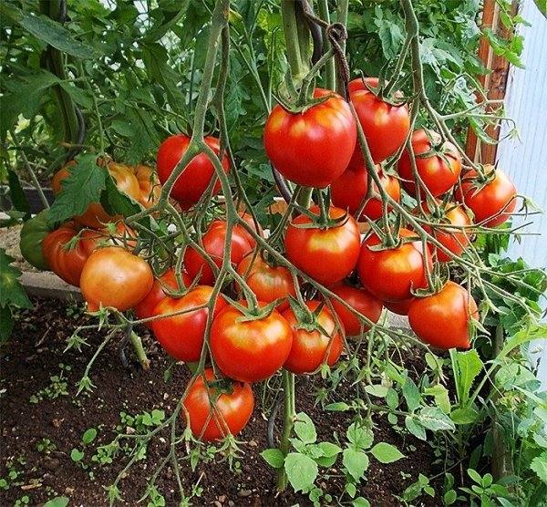 Описание сорта томатов «Тарасенко юбилейный» - фото