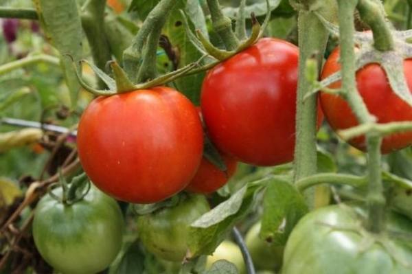 Все характеристики и полное описание сорта томатов «Толстой» - фото