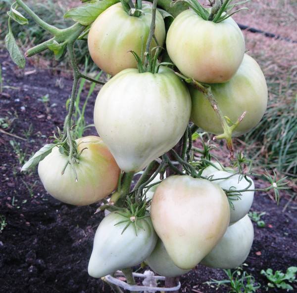 Описание и характеристика томата с грибным названием - «Трюфель» с фото