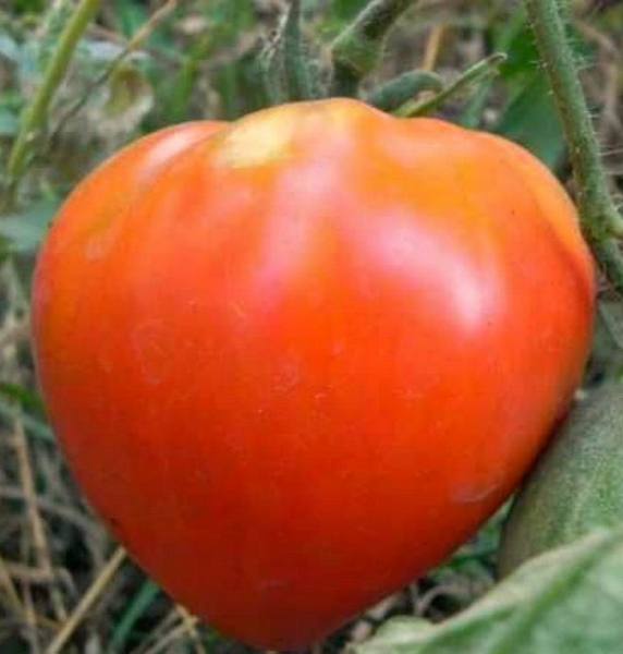 Выращиваем и ухаживаем за томатом «Царь-колокол» с фото
