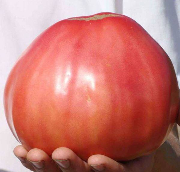 Отличный российский томат «Воловье сердце»: описание и характеристики с фот ... - фото
