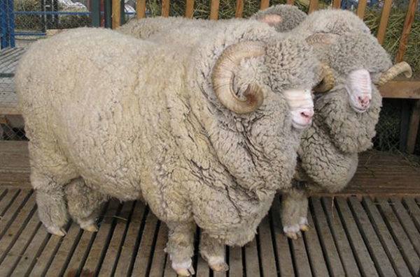Обзор грубошерстных и тонкорунных овец с фото
