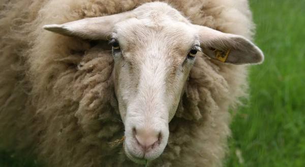 Ценуроз овец: симптомы опасного заболевания и методика его лечения - фото