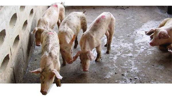 Обнаружение и лечение Цирковирусной инфекции у свиней - фото