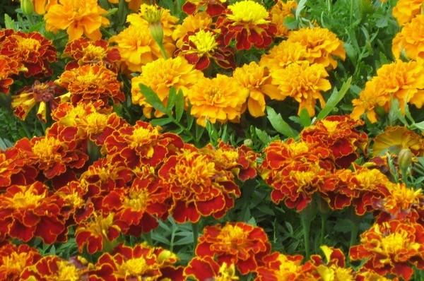 Цветы бархатцы — самые популярные виды и сорта с фото