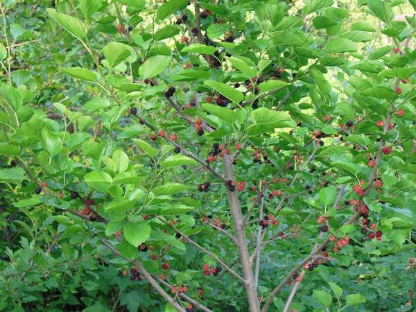 Тутовое дерево, оно же шелковица: выращивание и основные виды с фото