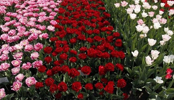 Весенний бал цветов: на «паркете»  тюльпаны махровые - фото