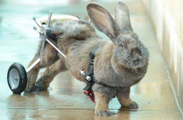 У кролика паралич задних лап - порядок действий с фото