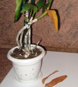 Почему у орхидей опадают листья и что при этом делать с фото
