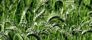 Чем и как подкармливать озимую пшеницу - фото