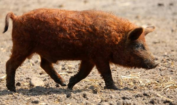 Свиньи породы Мангал: особенности содержания, разведения и ухода - фото