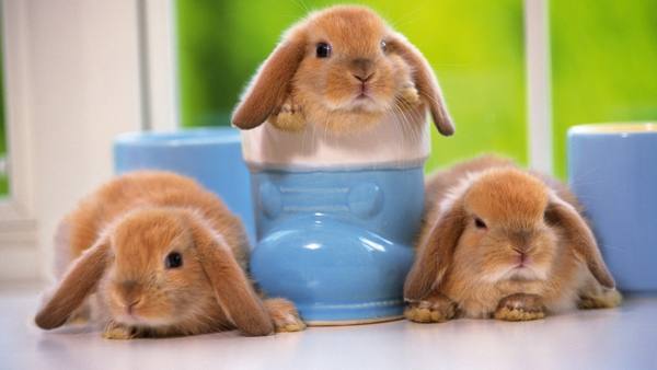 Уход за декоративными кроликами в домашних условиях  все тонкости и секреты - фото
