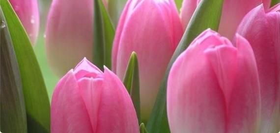 Грамотный уход за тюльпанами в период их роста  залог идеального цветника с фото