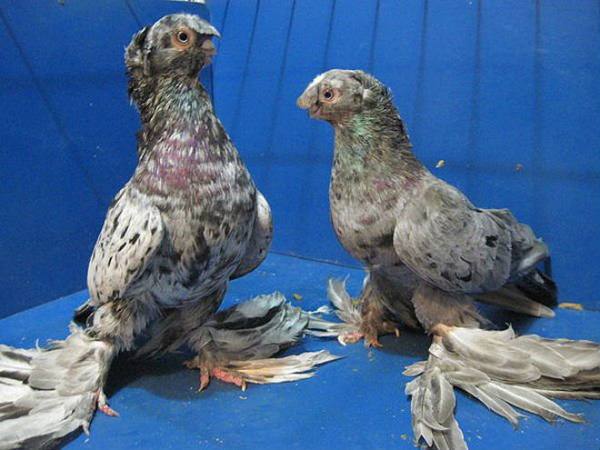 Узбекские голуби - самые дружелюбные из бойных - фото