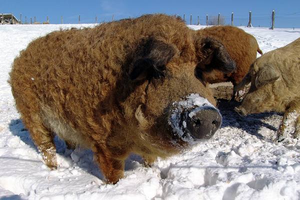 Порода свиней шерстяная венгерская мангалица: особенности и характеристика, содержание, уход с фото