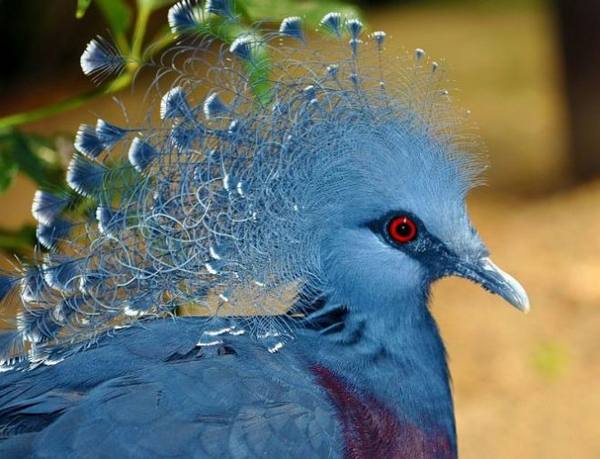 Обзор и фото веероносных венценосных голубей - фото